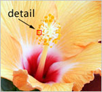 Vectors And Bitmaps - Guide To Photoshop Basics - SHOP TALK