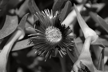 How To Create Black And White From Color - Color Effects